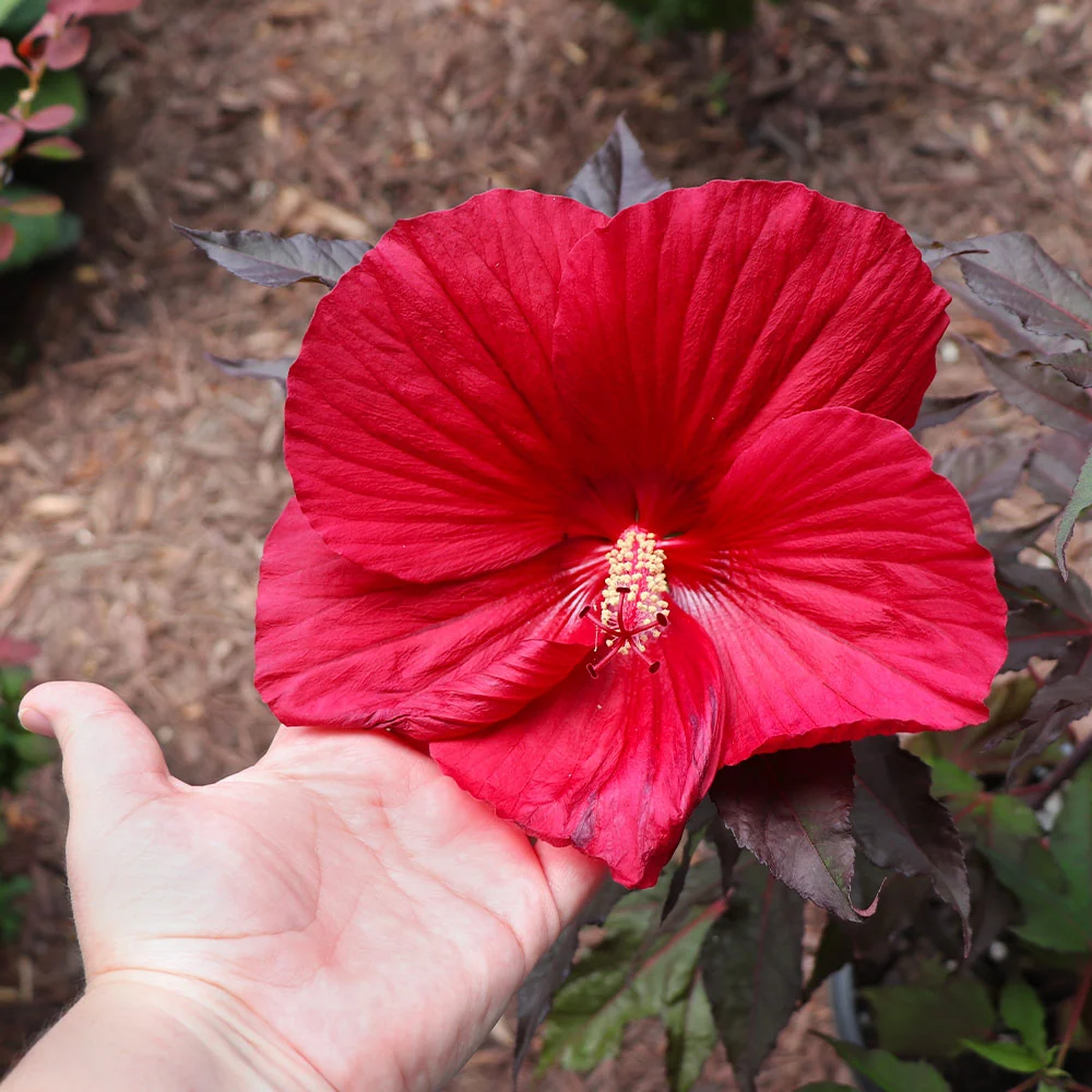 Midnight Marvel Hardy Hibiscus Shrub 4 Midnight Marvel Hardy Hibiscus Shrub