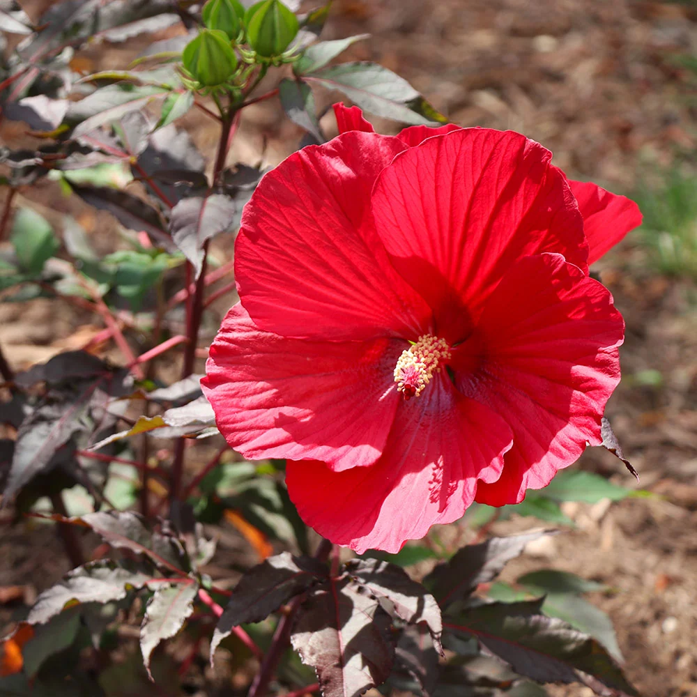 Midnight Marvel Hardy Hibiscus Shrub 5 Midnight Marvel Hardy Hibiscus Shrub