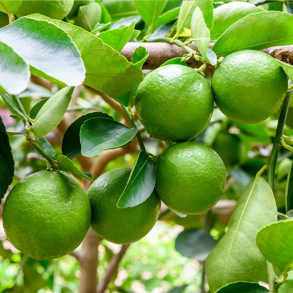 Persian 'Bearss' Lime Tree 3 Persian 'Bearss' Lime Tree