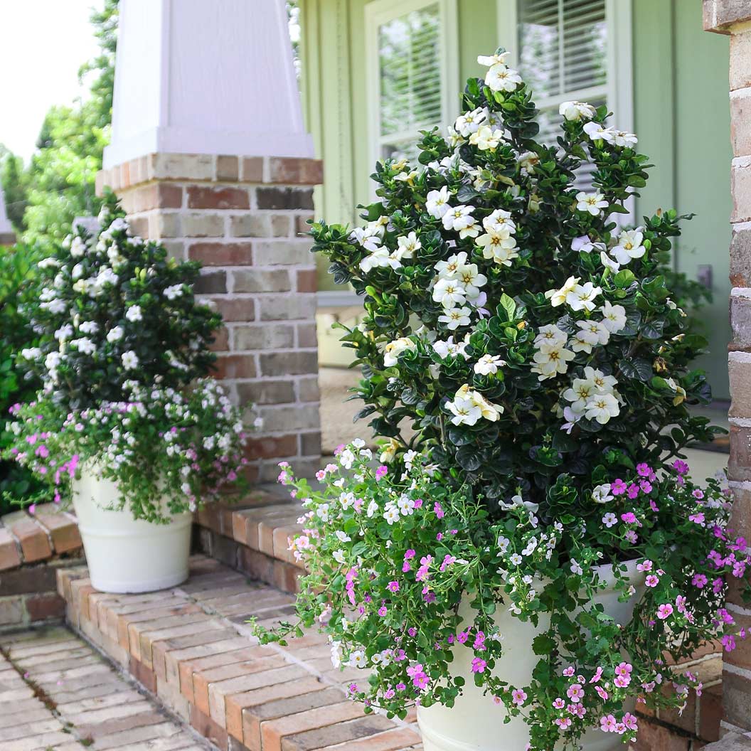 Diamond Spire® Gardenia Shrub