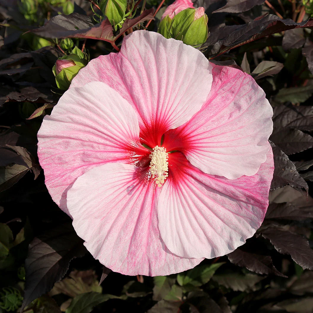 Starry Starry Night' Hibiscus Shrub