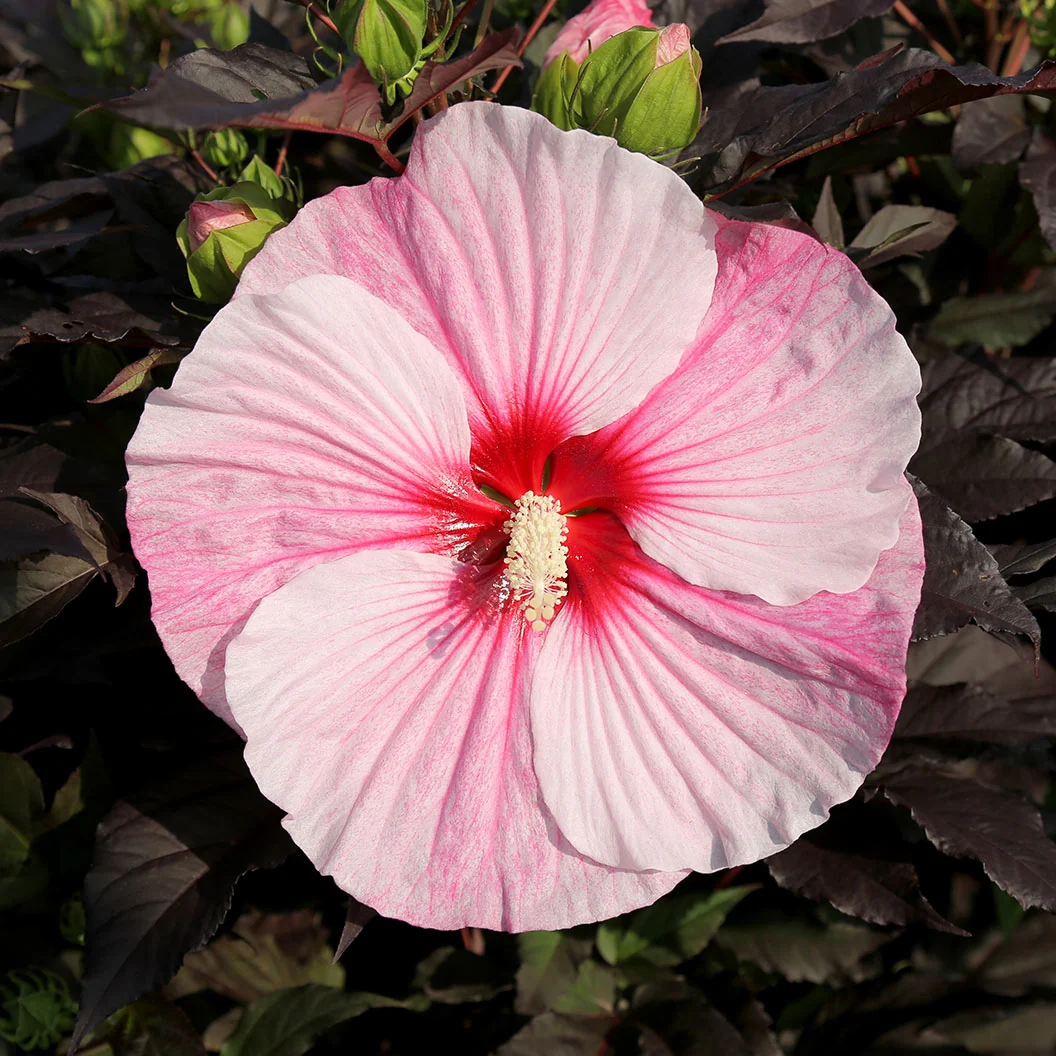 Starry Starry Night' Hibiscus Shrub 2 Starry Starry Night' Hibiscus Shrub