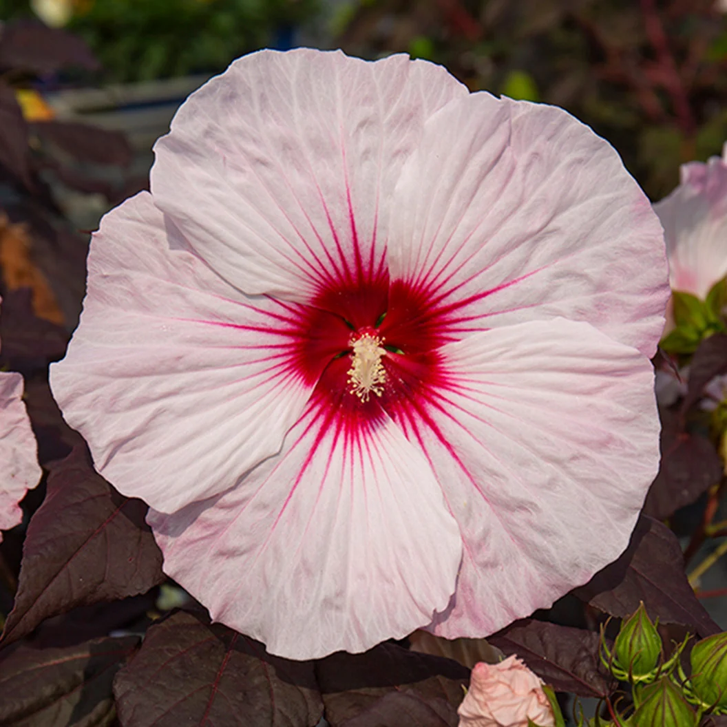 Dark Mystery' Hibiscus Shrub