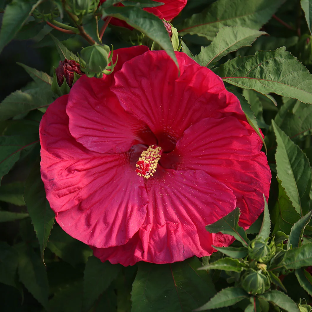 Summer in Paradise' Hibiscus Shrub