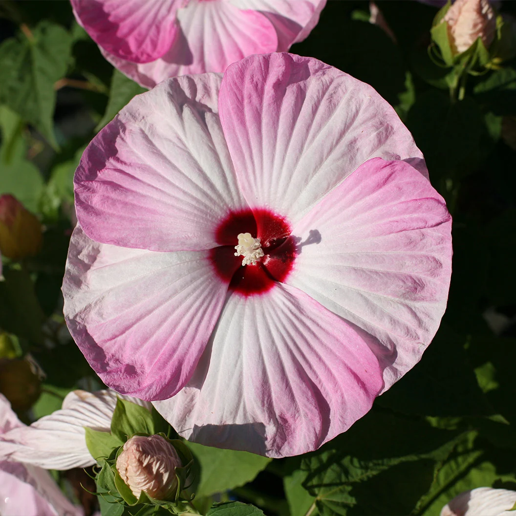 Luna Pink Swirl Hibiscus Shrub 2 Luna Pink Swirl Hibiscus Shrub