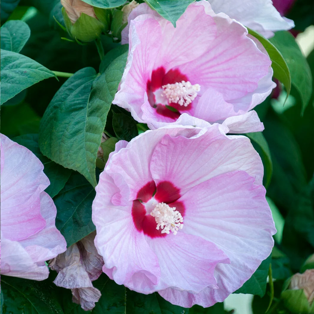 Luna Pink Swirl Hibiscus Shrub 3 Luna Pink Swirl Hibiscus Shrub