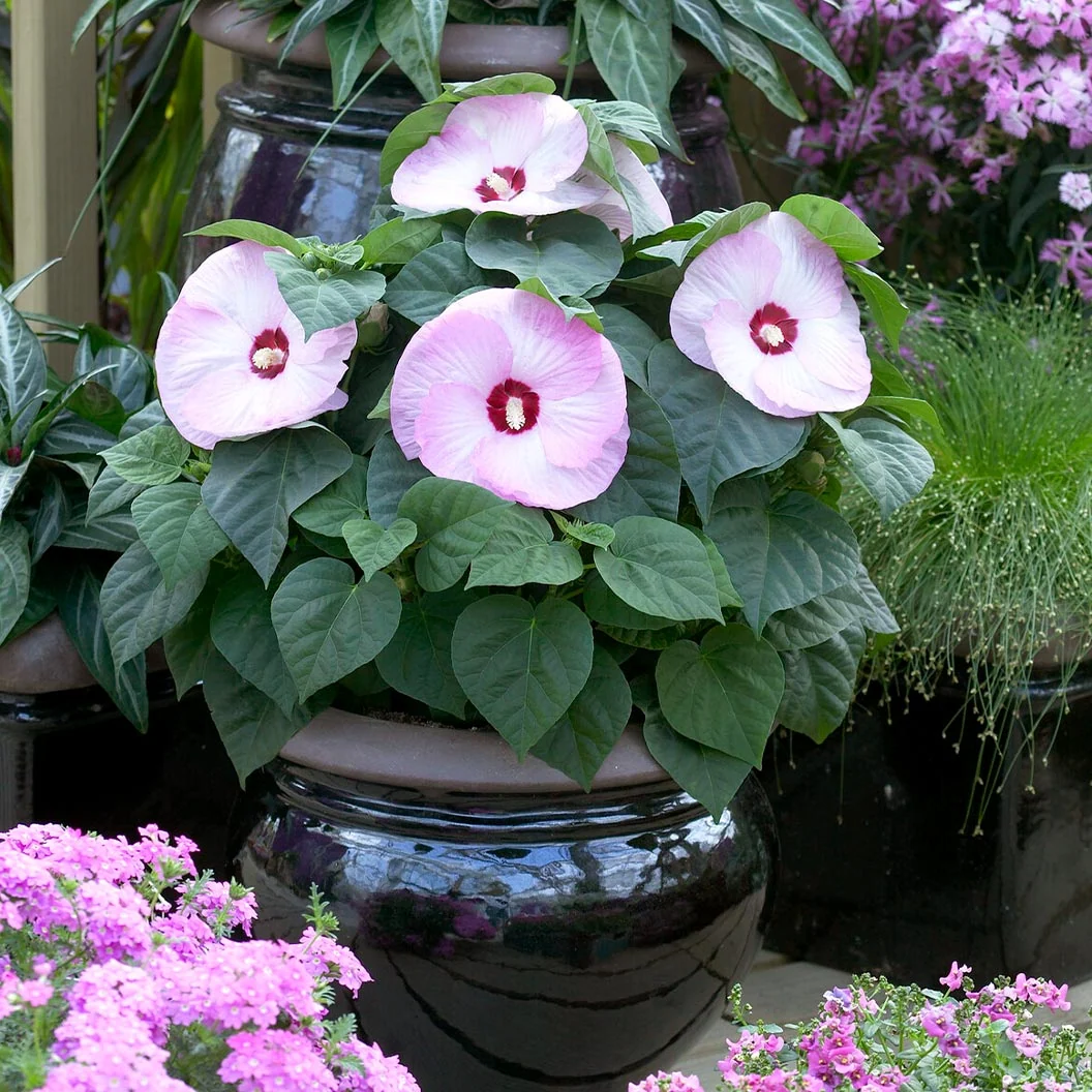 Luna Pink Swirl Hibiscus Shrub 4 Luna Pink Swirl Hibiscus Shrub