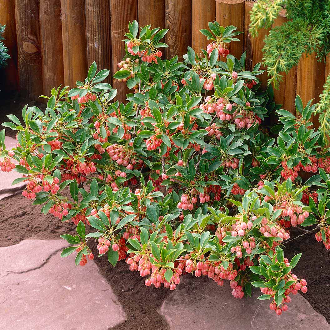 Jan Iseli Red® Enkianthus Shrub 2 Jan Iseli Red® Enkianthus Shrub