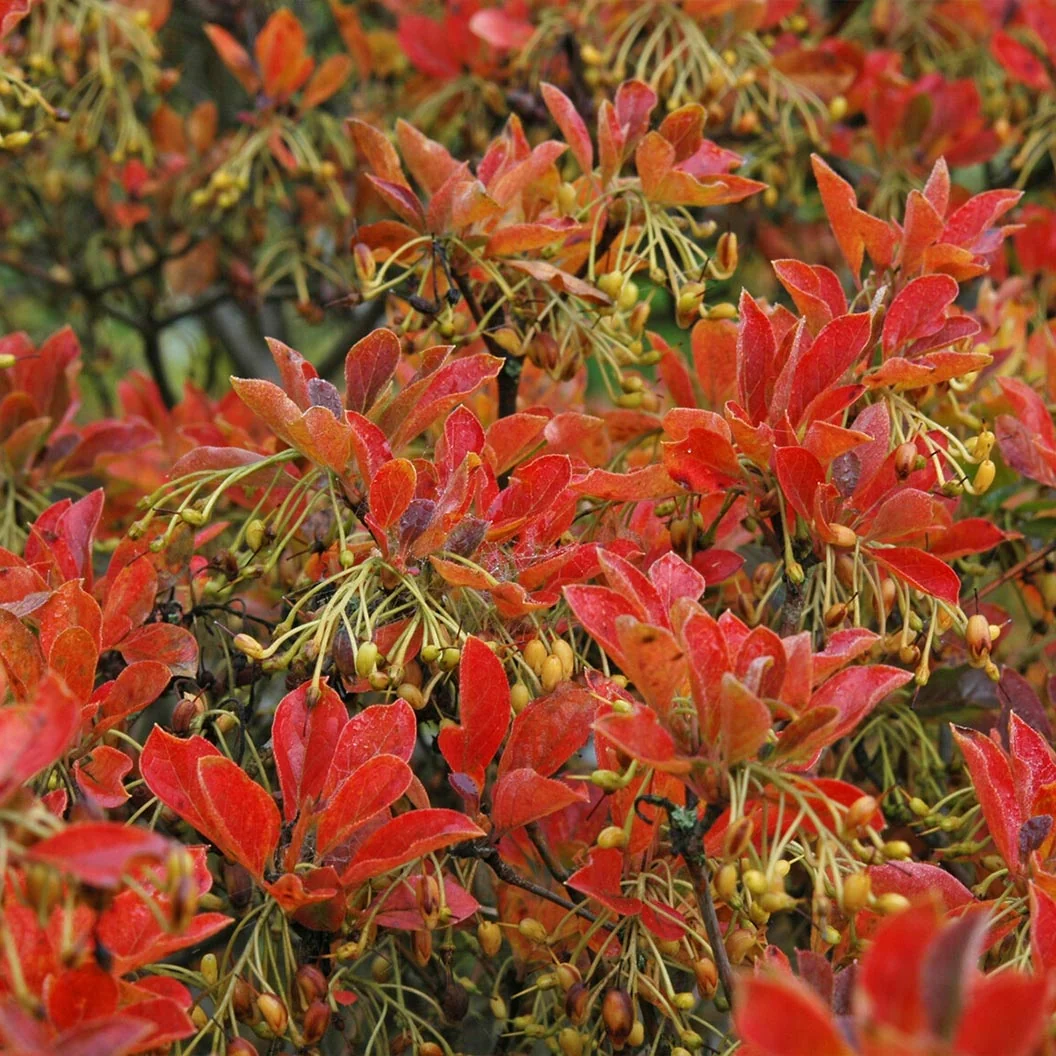 Jan Iseli Red® Enkianthus Shrub 3 Jan Iseli Red® Enkianthus Shrub