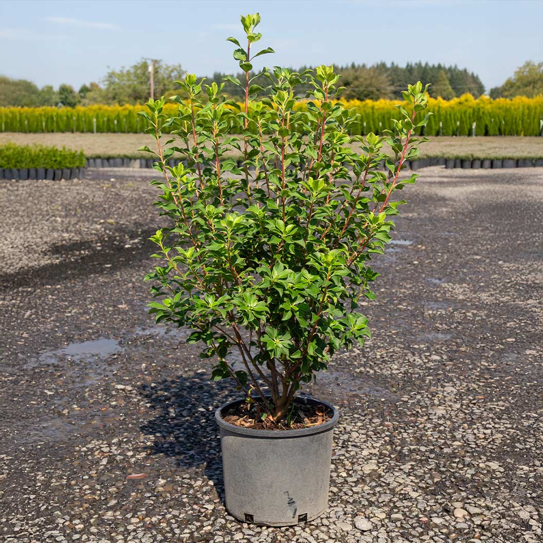 Jan Iseli Red® Enkianthus Shrub 5 Jan Iseli Red® Enkianthus Shrub