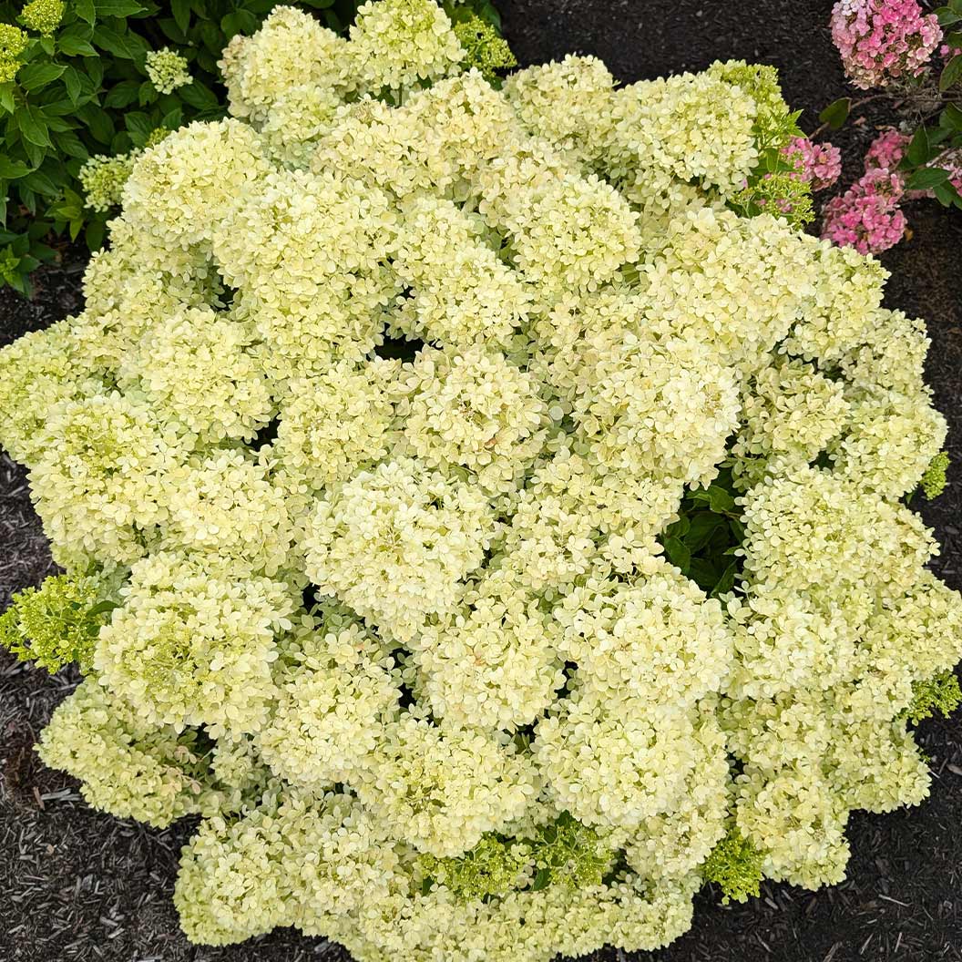Bloomin’ Easy® Bubble Bath™ Hardy Panicle Hydrangea Shrub 2 Bloomin’ Easy® Bubble Bath™ Hardy Panicle Hydrangea Shrub