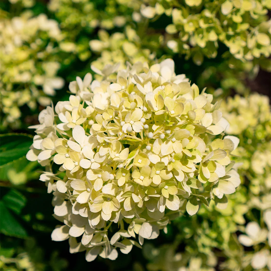 Bloomin’ Easy® Bubble Bath™ Hardy Panicle Hydrangea Shrub 3 Bloomin’ Easy® Bubble Bath™ Hardy Panicle Hydrangea Shrub