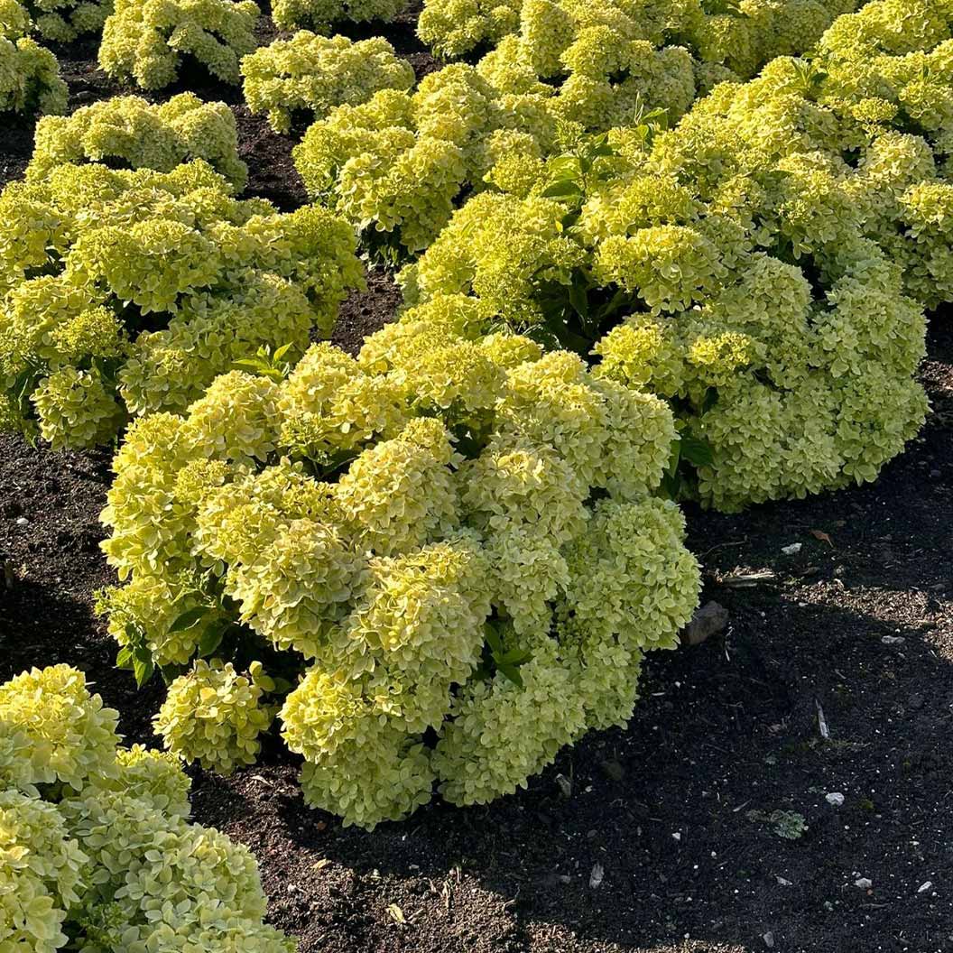 Bloomin’ Easy® Bubble Bath™ Hardy Panicle Hydrangea Shrub 4 Bloomin’ Easy® Bubble Bath™ Hardy Panicle Hydrangea Shrub