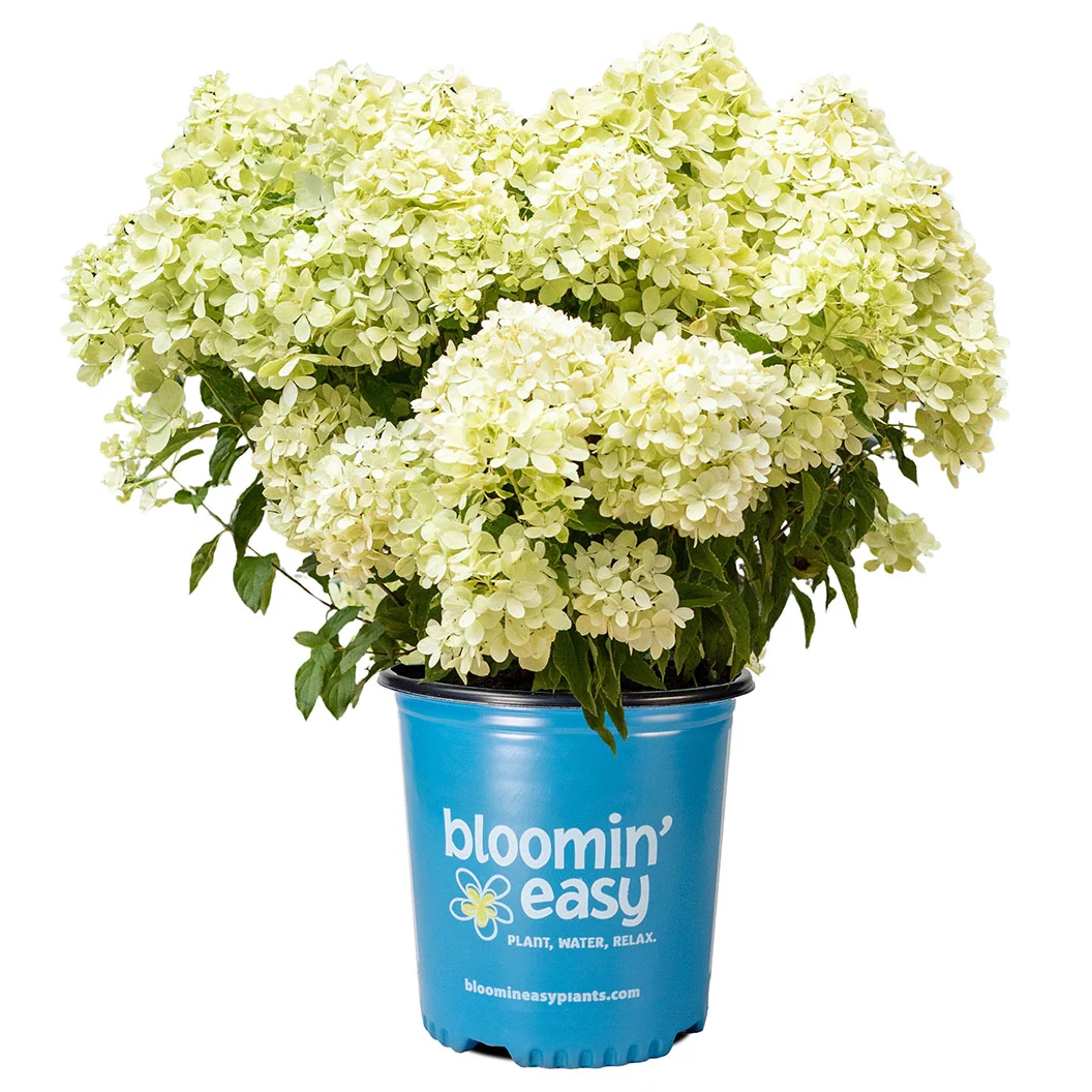 Bloomin’ Easy® Bubble Bath™ Hardy Panicle Hydrangea Shrub 5 Bloomin’ Easy® Bubble Bath™ Hardy Panicle Hydrangea Shrub