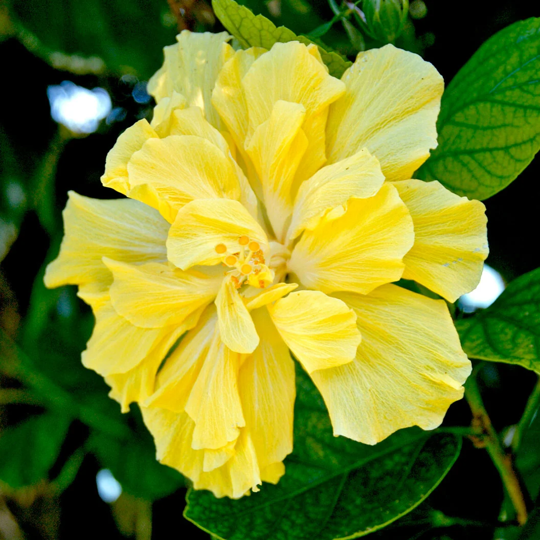 Double Yellow Standard Hibiscus Tree 2 Double Yellow Standard Hibiscus Tree