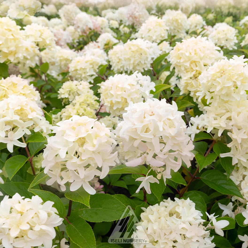 Skyfall Hydrangea 3 Skyfall Hydrangea