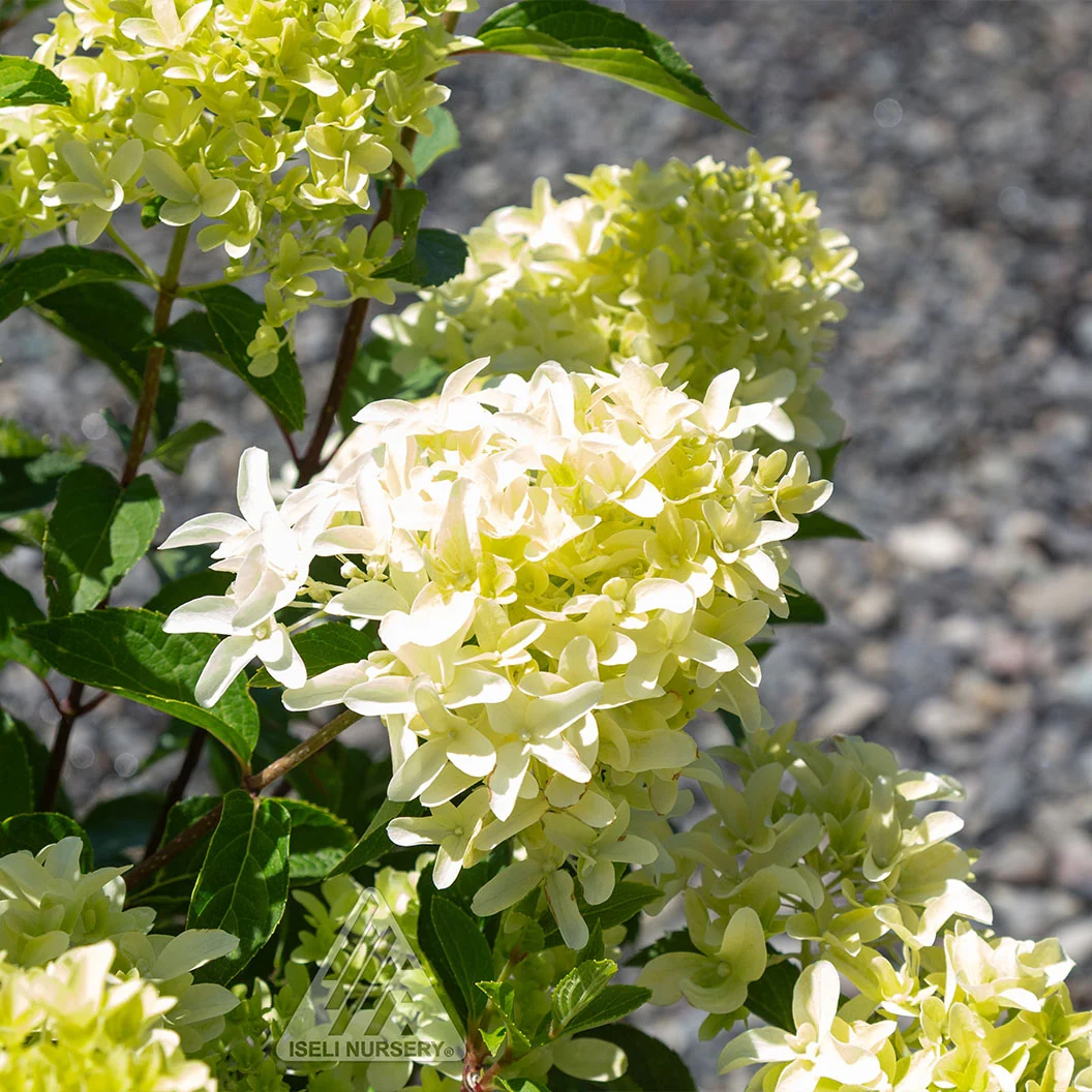 Skyfall Hydrangea 4 Skyfall Hydrangea