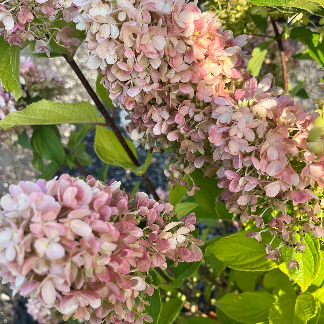 Skyfall Hydrangea 5 Skyfall Hydrangea