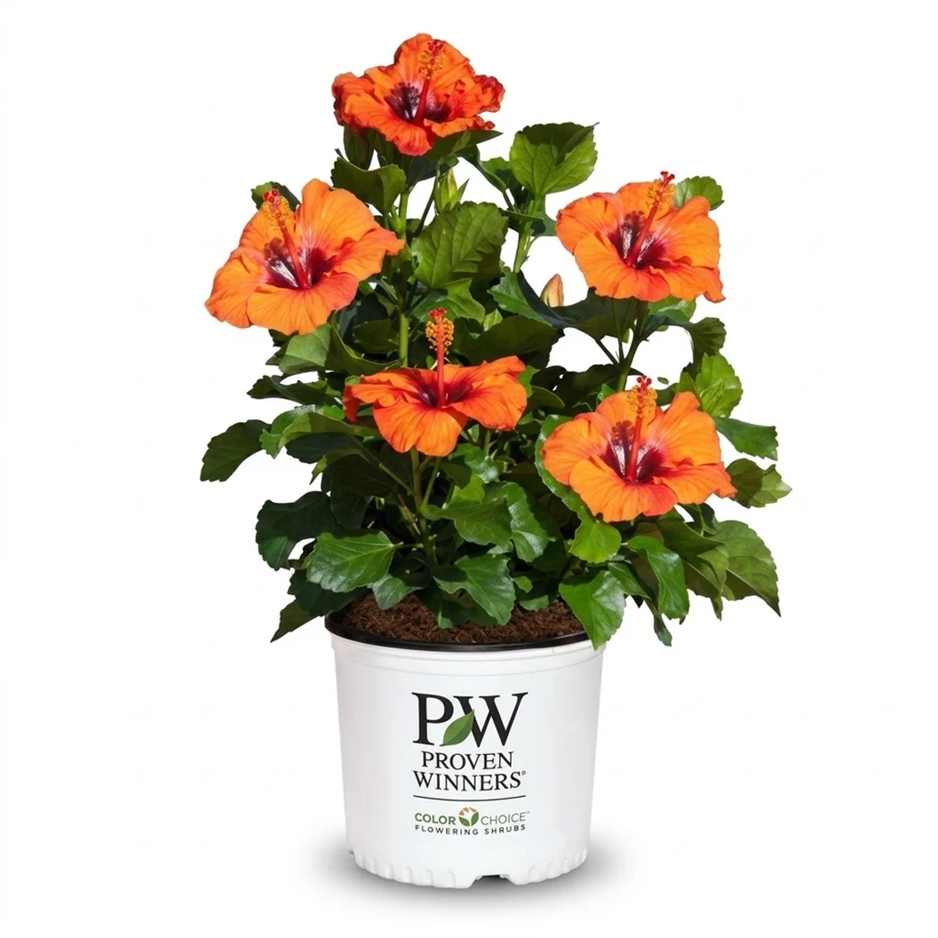 Proven Winners® Sunset Boulevard Hibiscus Plant 3 Proven Winners® Sunset Boulevard Hibiscus Plant