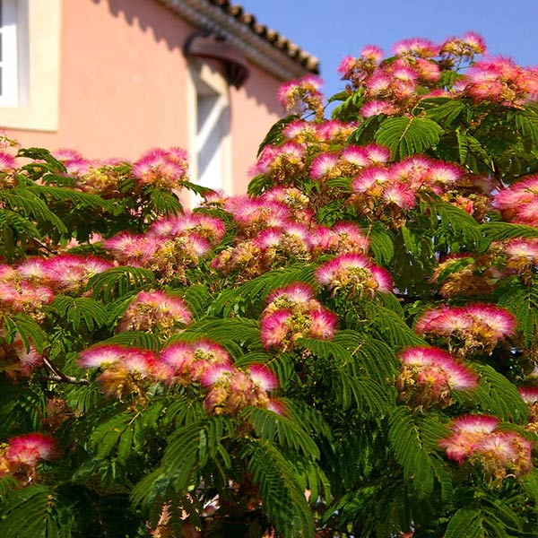 Mimosa Tree 1 Mimosa Tree