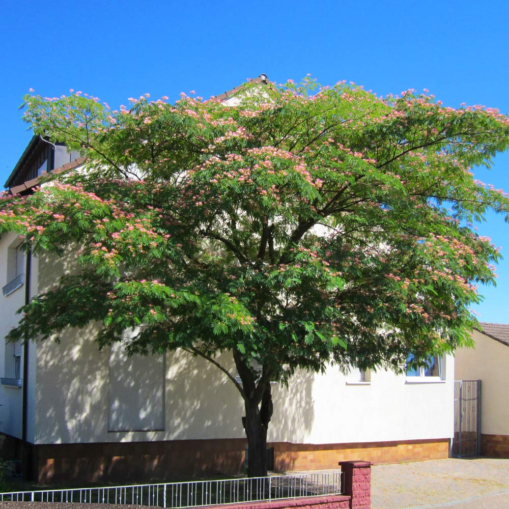 Mimosa Tree 3 Mimosa Tree