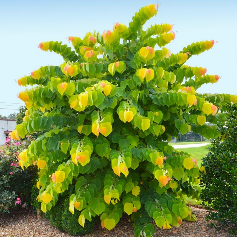 The Rising Sun™ Eastern Redbud Tree 2 The Rising Sun™ Eastern Redbud Tree