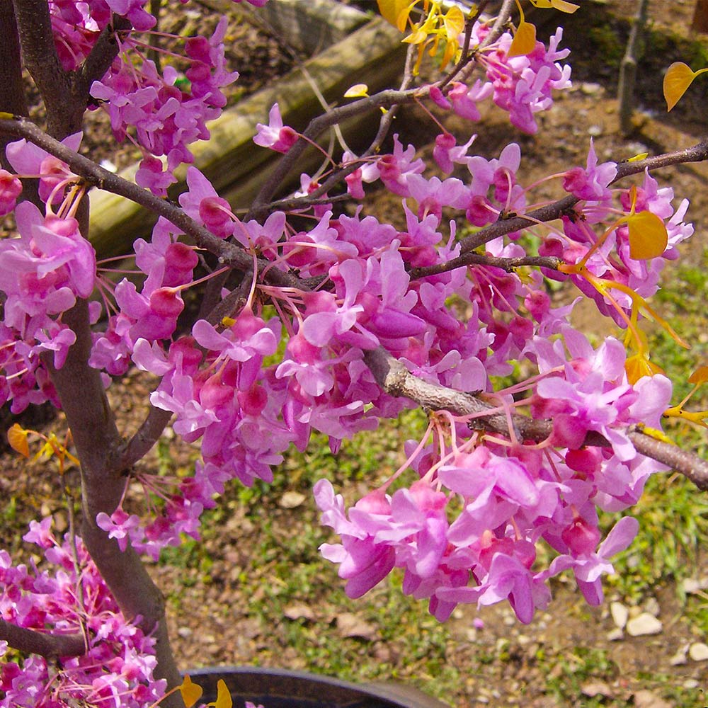 The Rising Sun™ Eastern Redbud Tree 4 The Rising Sun™ Eastern Redbud Tree