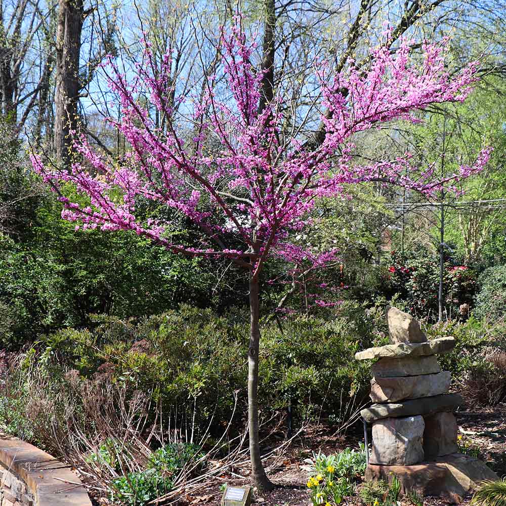 The Rising Sun™ Eastern Redbud Tree 5 The Rising Sun™ Eastern Redbud Tree