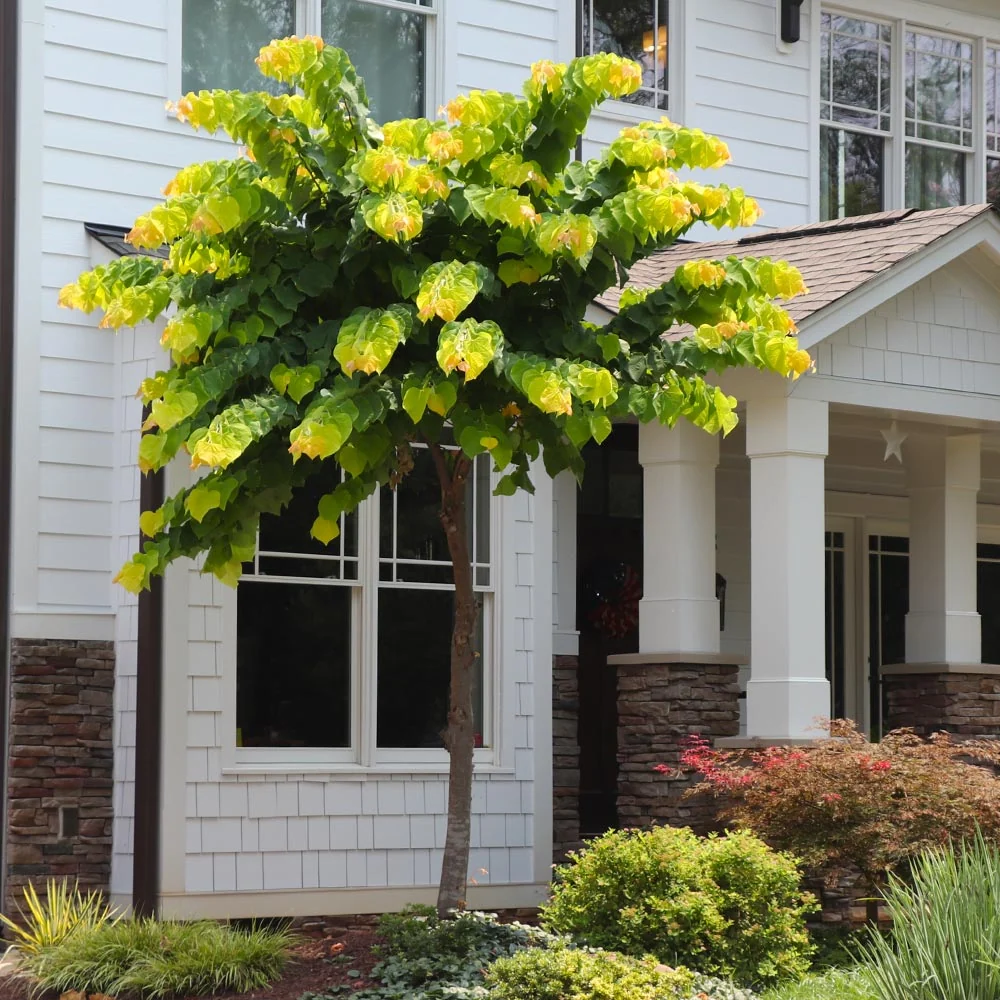 The Rising Sun™ Eastern Redbud Tree 6 The Rising Sun™ Eastern Redbud Tree