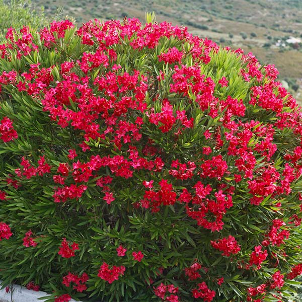 Red Oleander Shrub