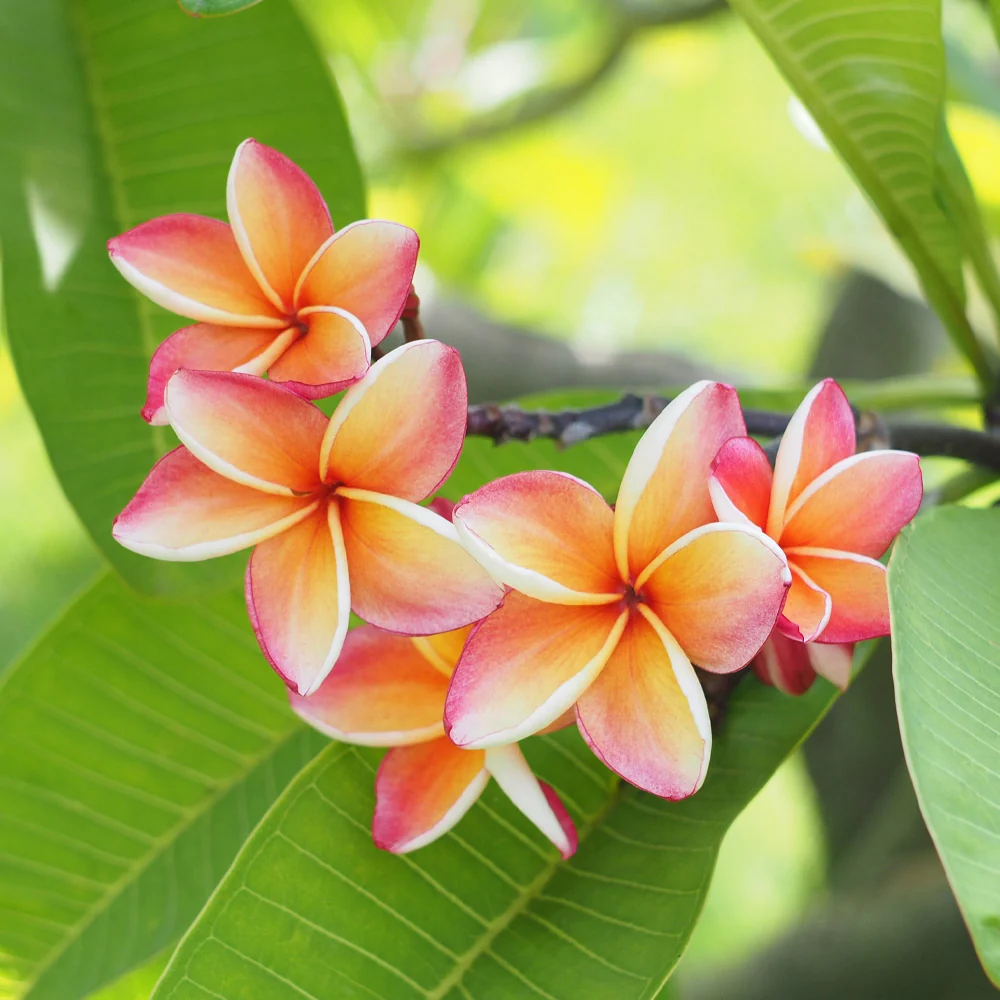 Plumeria Plant 2 Plumeria Plant