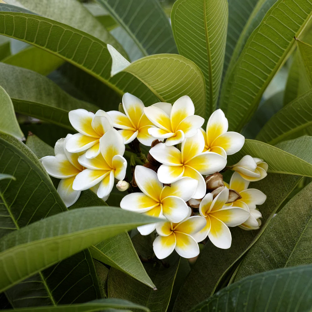 Plumeria Plant 3 Plumeria Plant
