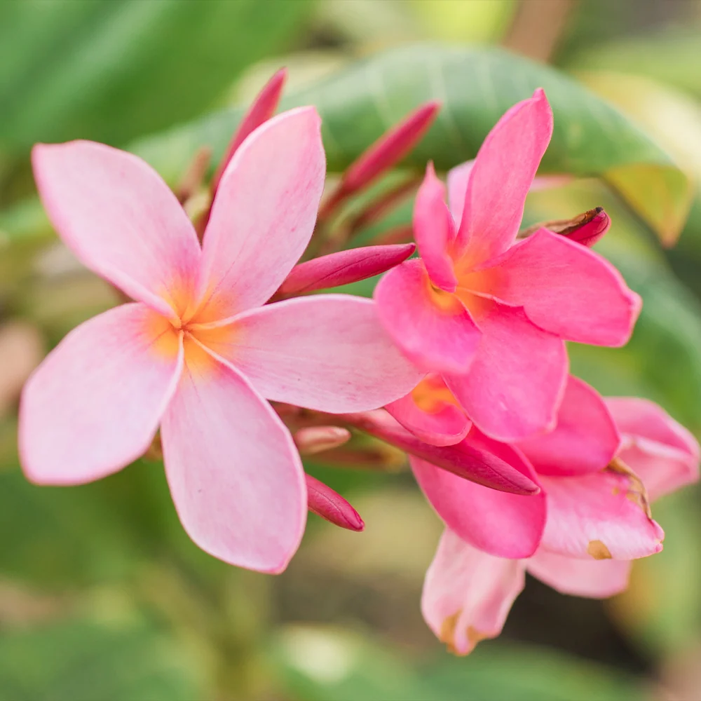 Plumeria Plant 4 Plumeria Plant