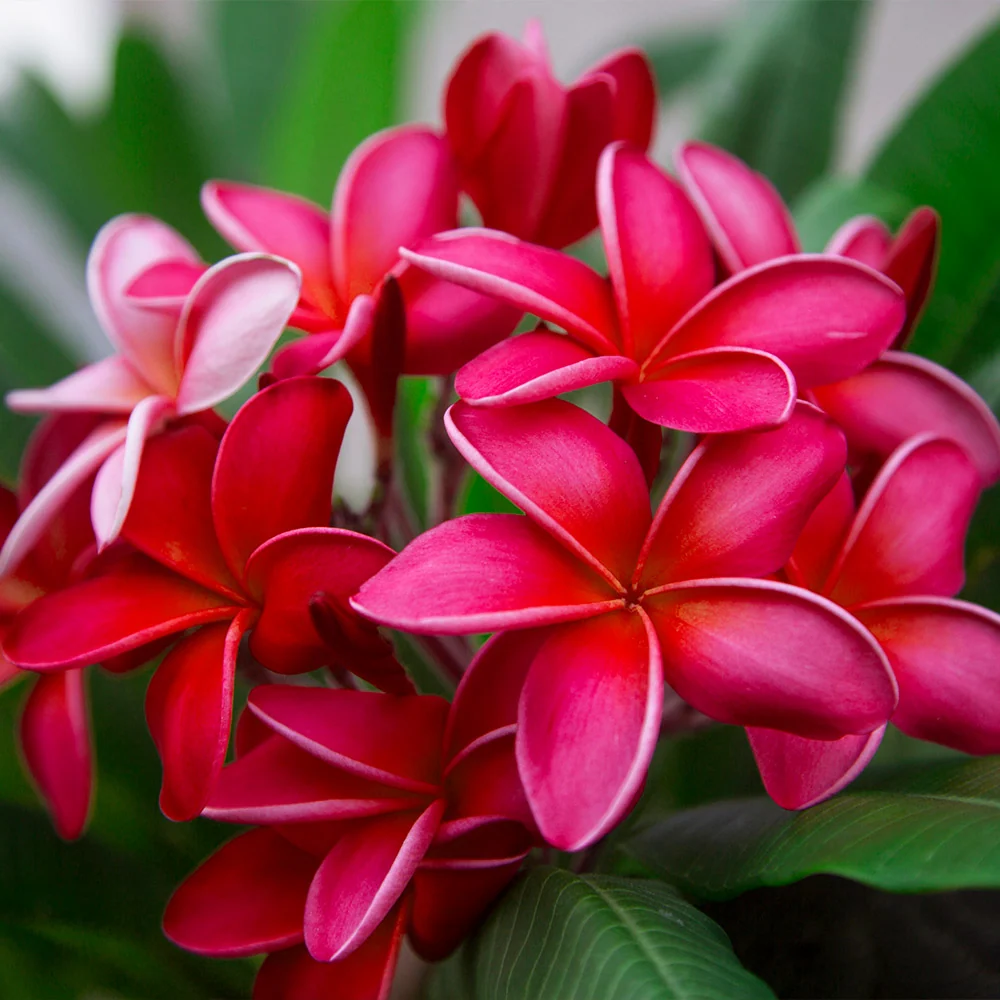 Plumeria Plant 5 Plumeria Plant