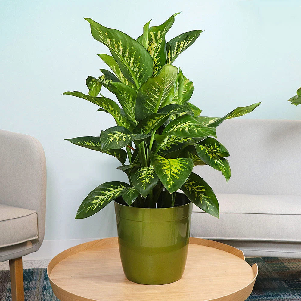 Dieffenbachia Tropic Snow Plant 2 Dieffenbachia Tropic Snow Plant