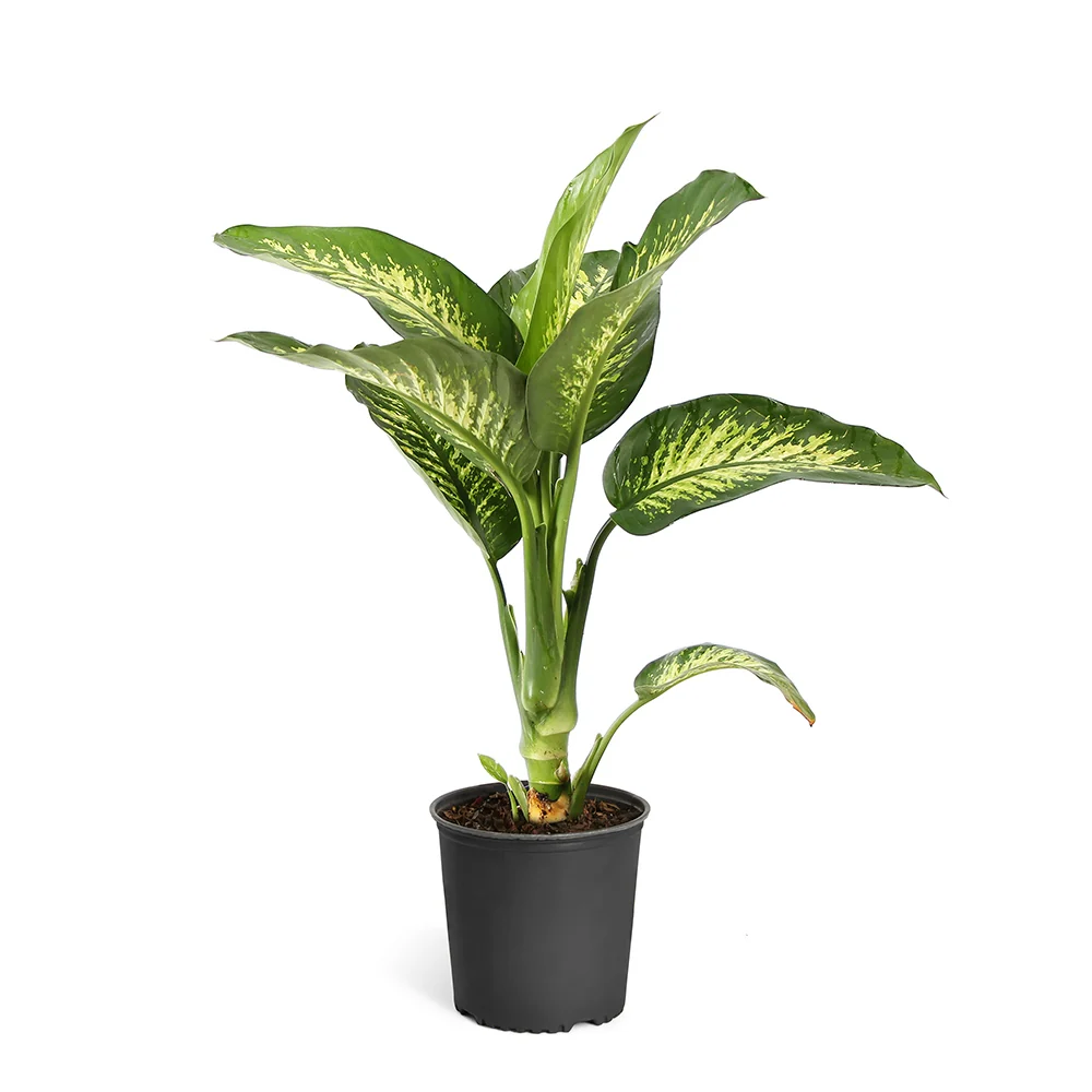 Dieffenbachia Tropic Snow Plant 5 Dieffenbachia Tropic Snow Plant