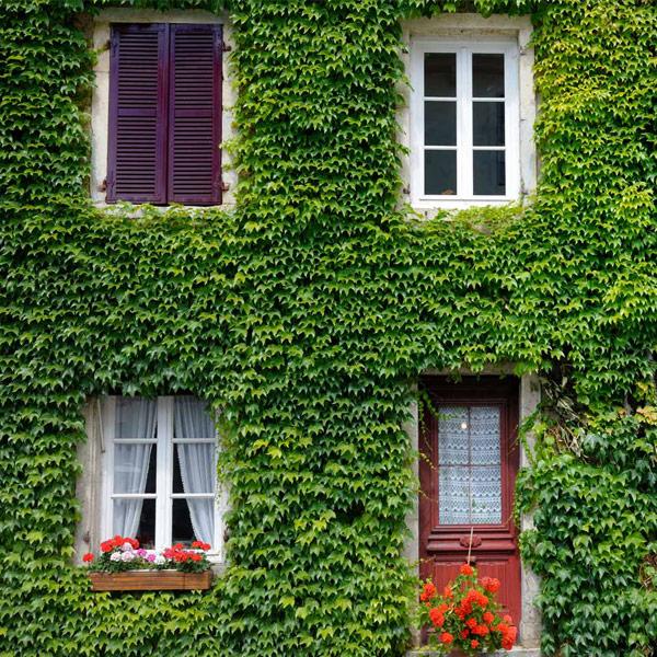 Boston Ivy Vine 1 Boston Ivy Vine
