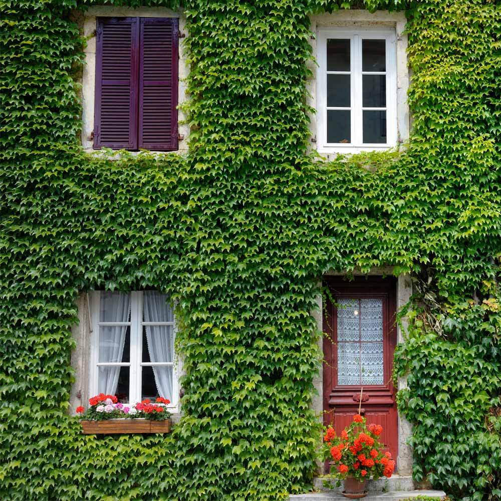 Boston Ivy Vine 2 Boston Ivy Vine