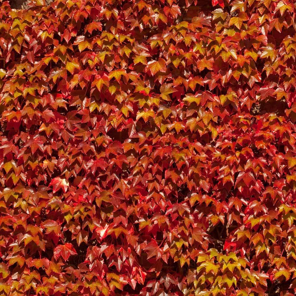 Boston Ivy Vine 3 Boston Ivy Vine