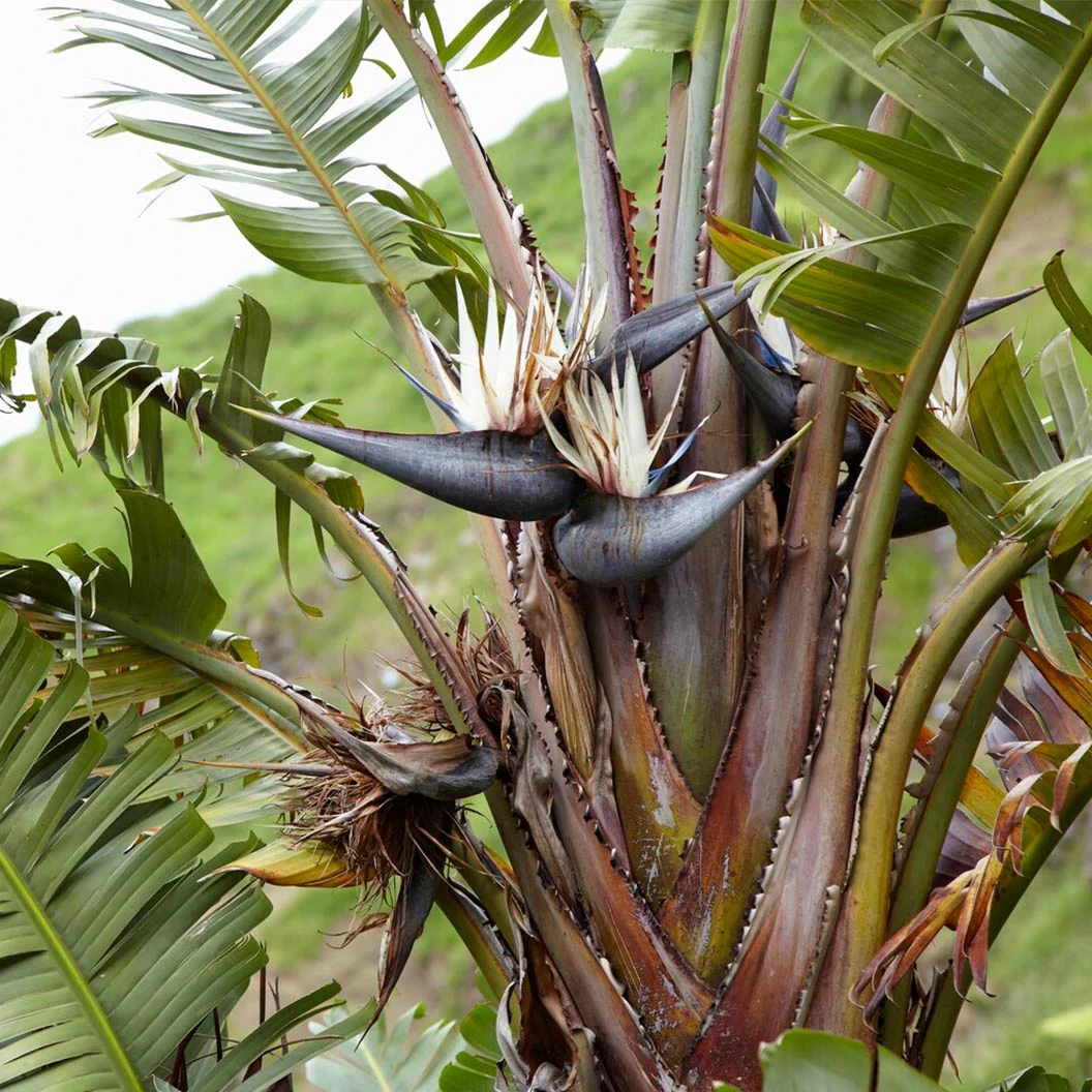 White Bird Of Paradise Plant 2 White Bird Of Paradise Plant