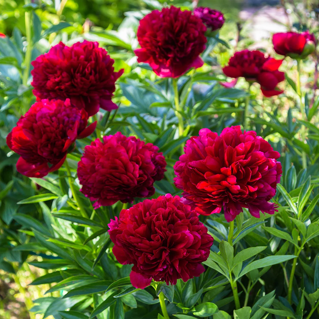 Red Charm Peony Plant