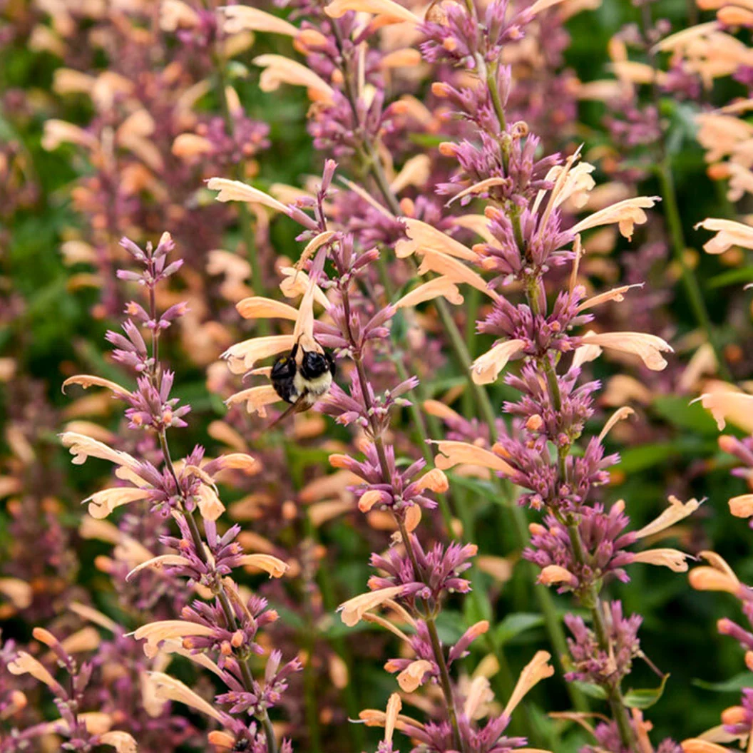 Proven Winners® Agastache Meant to Bee™ Queen Nectarine Plant