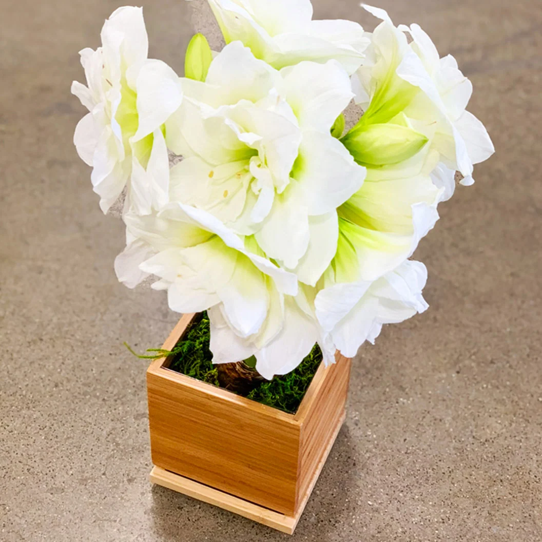 White Alfresco Planted Amaryllis Bulb in Bamboo Planter 1 White Alfresco Planted Amaryllis Bulb in Bamboo Planter