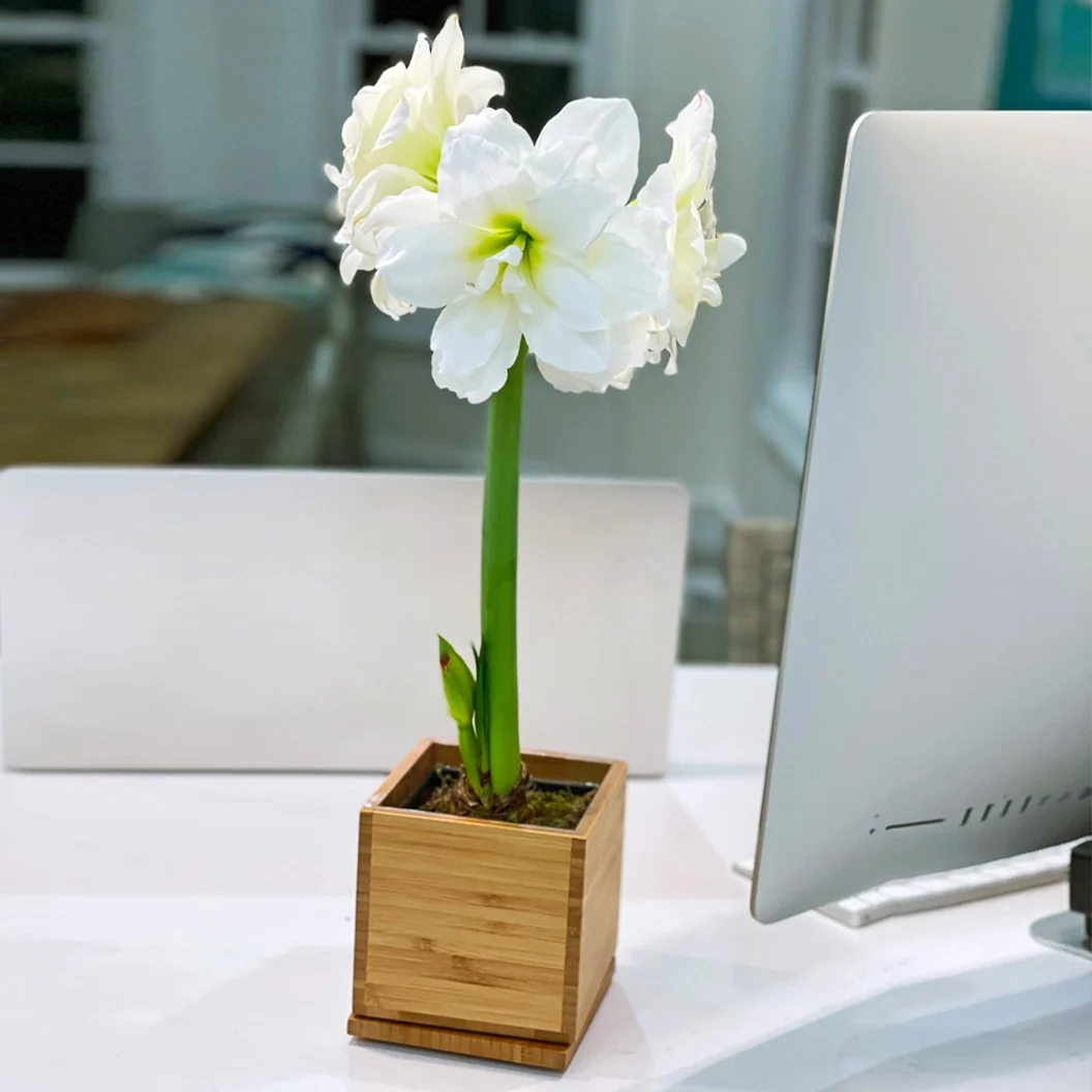 White Alfresco Planted Amaryllis Bulb in Bamboo Planter 3 White Alfresco Planted Amaryllis Bulb in Bamboo Planter
