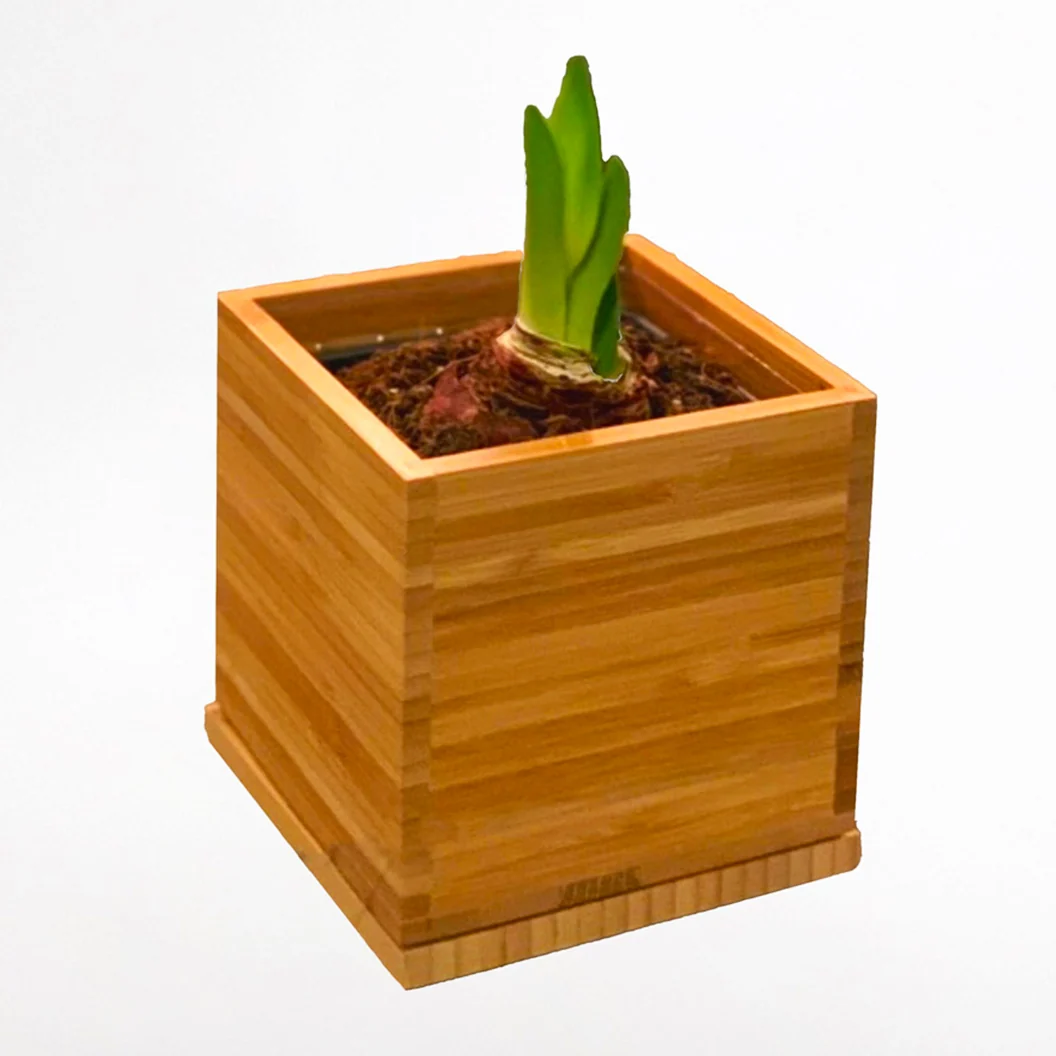White Alfresco Planted Amaryllis Bulb in Bamboo Planter 4 White Alfresco Planted Amaryllis Bulb in Bamboo Planter
