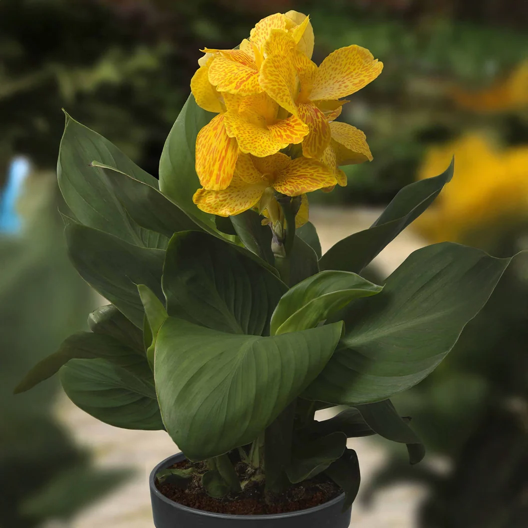 Cannasol™ Happy Emily® Plant 3 Cannasol™ Happy Emily® Plant