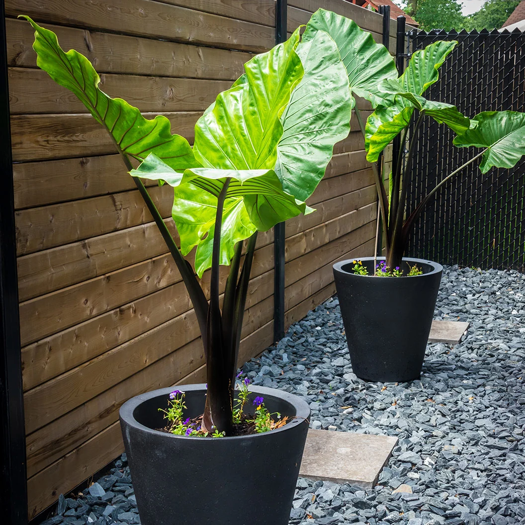 Alocasia Dark Star Shrub 2 Alocasia Dark Star Shrub