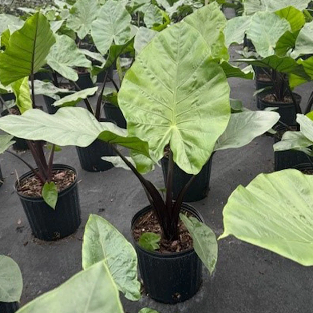 Alocasia Dark Star Shrub 3 Alocasia Dark Star Shrub
