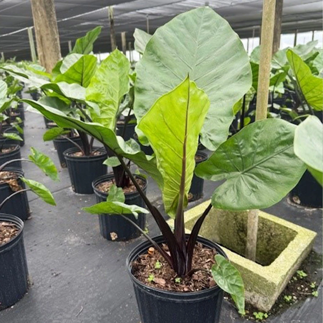 Alocasia Dark Star Shrub 4 Alocasia Dark Star Shrub