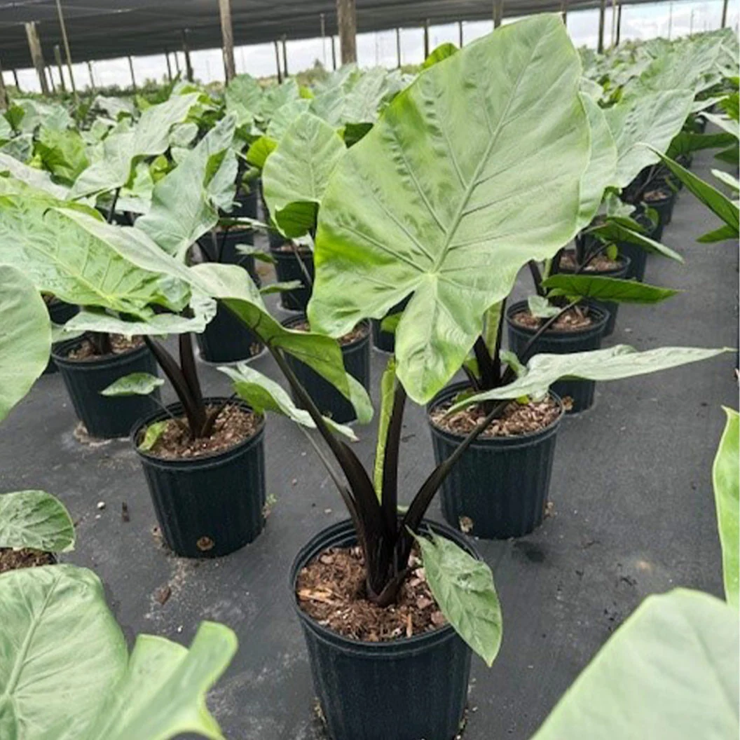 Alocasia Dark Star Shrub 5 Alocasia Dark Star Shrub